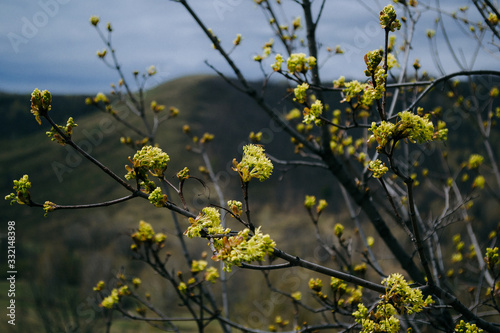 yellow flowers on tree in spring