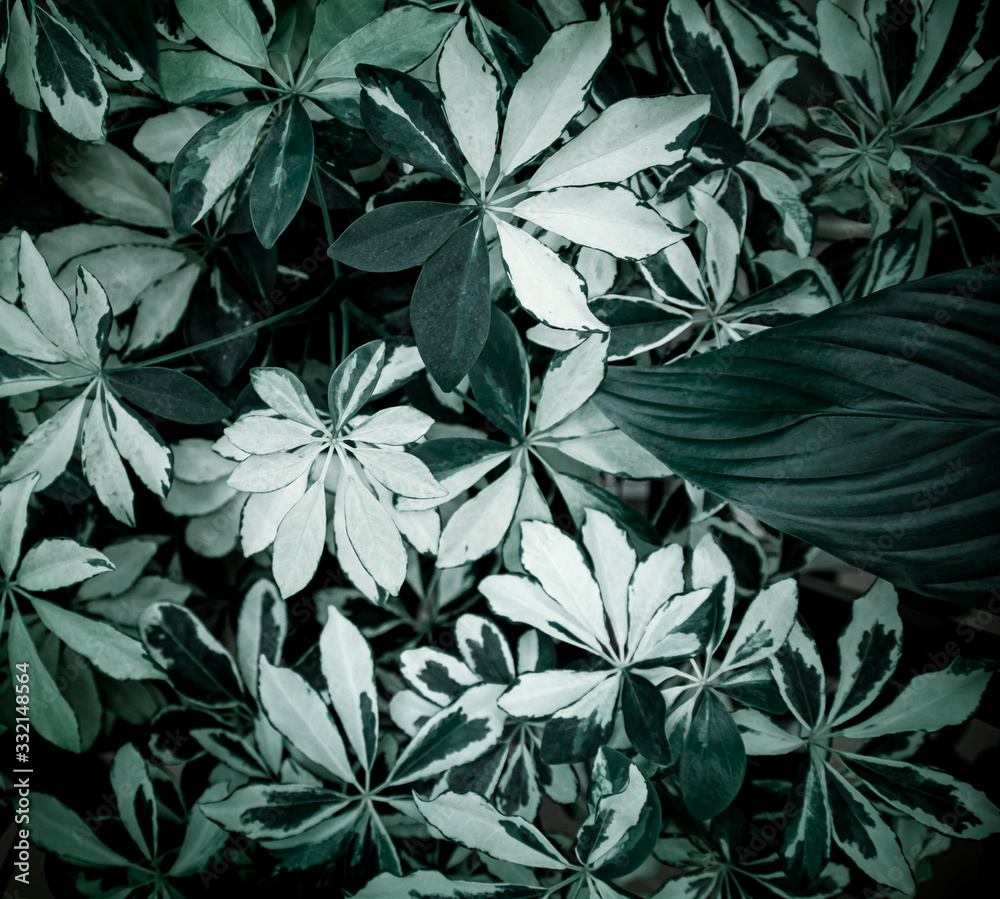 Background texture of natural leaves in dark green.
