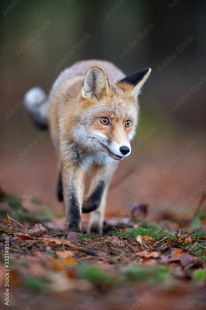 Red fox, Vulpes vulpes The mammal is running in the dark forest Europe Czech Republic Wildlife scene from Europe nature. young male