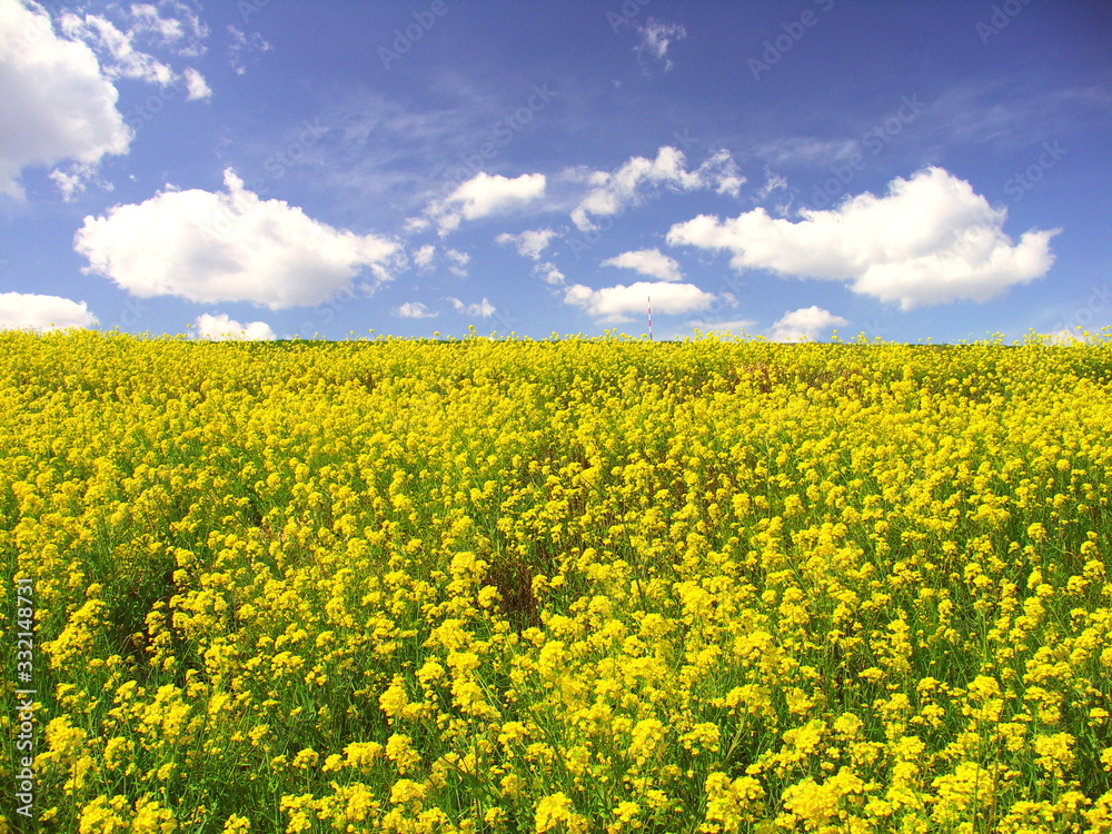 青空と満開の菜の花咲く春の江戸川土手風景