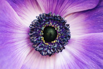 Sierkussen Paars Vintage paarse bloem in macro  © Rymden