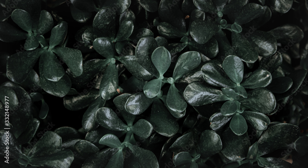 Background texture of natural leaves in dark green. Background texture of natural leaves in dark green.