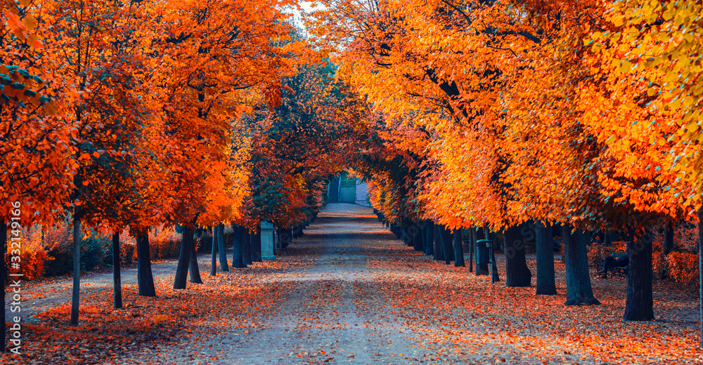 Obraz colorful autumn alley  fototapeta, plakat