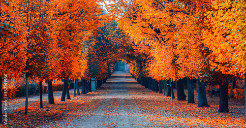 Fototapeta Naklejka Na Ścianę i Meble -  colorful autumn alley 