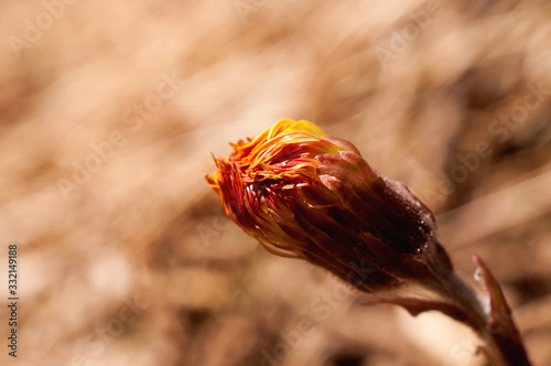 alcune splendide sfumature su questo fiore photo