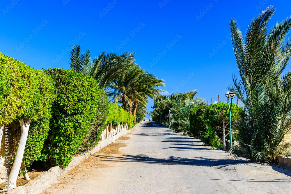 Fototapeta premium Green palm trees along the road to the beach