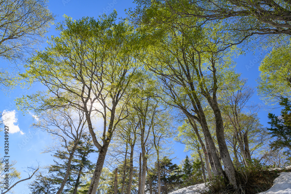 Obraz premium 会津駒ヶ岳のブナの新緑