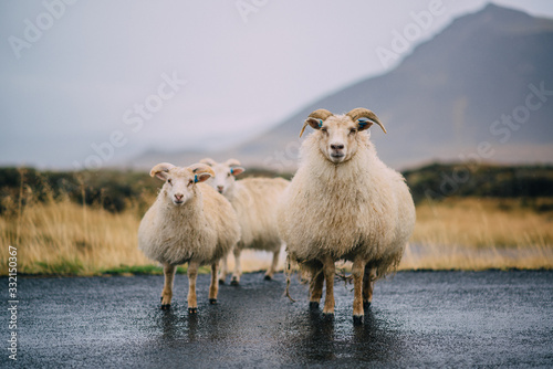 Fototapeta Naklejka Na Ścianę i Meble -  Three Icelandic goats stand on the road.