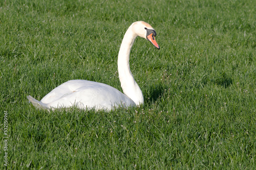 White Swan is relaxing in the grass White Swan is relaxing in the grass