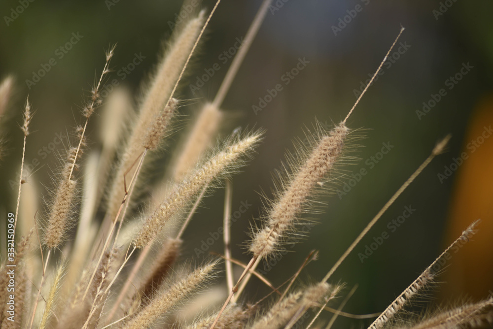 Close-up of long grass moving in wind. meadow reed background Close-up of long grass moving in wind. meadow reed background