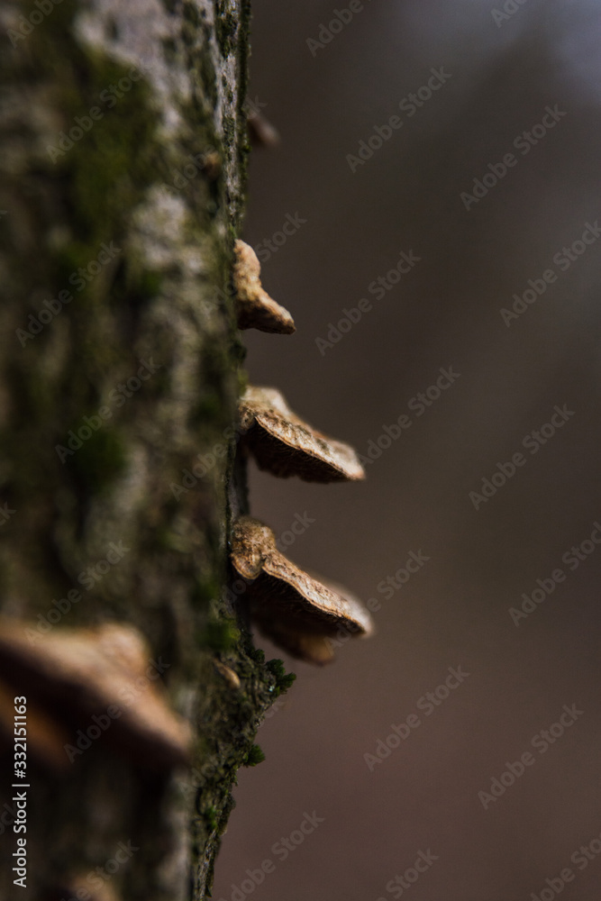 mushrooms on a tree closeup mushrooms on a tree closeup