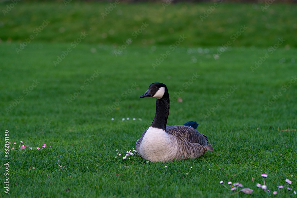 Sitzende Ganz auf der Wiese Sitzende Ganz auf der Wiese