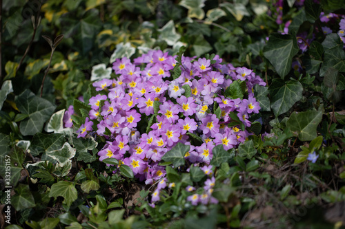 Bunch of purple Primrose,  Strauss violette  Primel