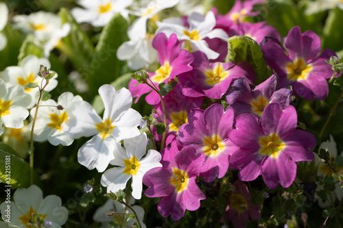 Bunch of White and purple Primrose, Strauss weisse und violette Primel