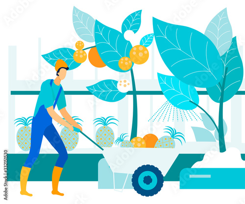 Man Collects Tropical Fruits in Greenhouse. Vector Illustration. People on Farm. Natural Products. New Technologies. Harvest. Farm Products. Grow Pineapples and Oranges. Farm Business.