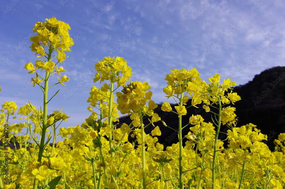 Obraz premium 菜の花と空