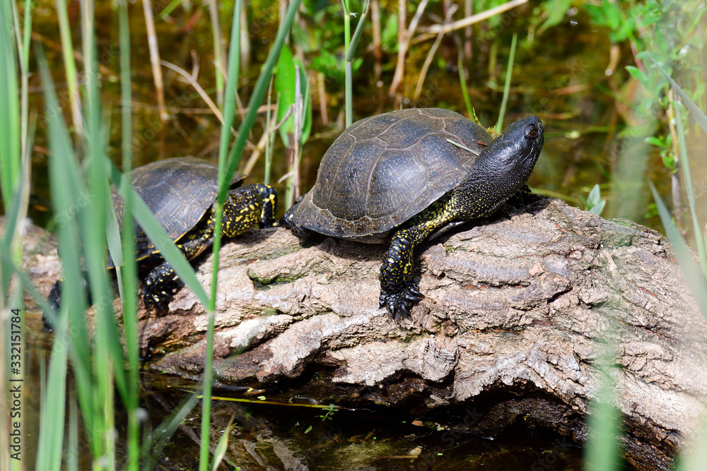 Obraz premium Europäische Sumpfschildkröte