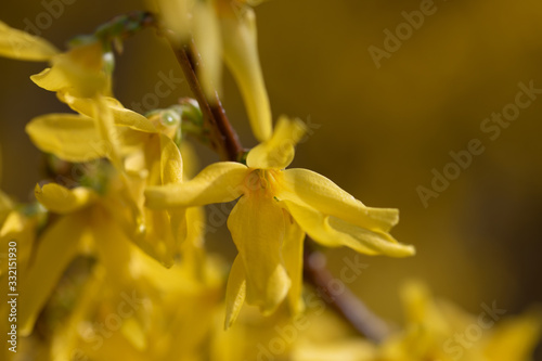 Yellow Forsythia, gelbe Forsythie
