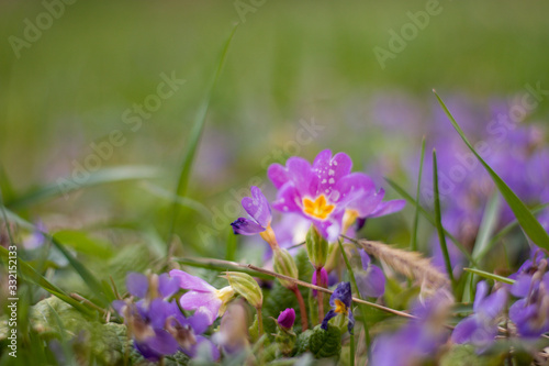 Closeup purple flowers. Selective focus. Viola odorata, Sweet Violet, English Violet, Common Violet or Garden Violet, blooming in spring in wild meadow. Nature background
