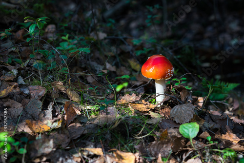 Amanita mushroom in the autumn forest.