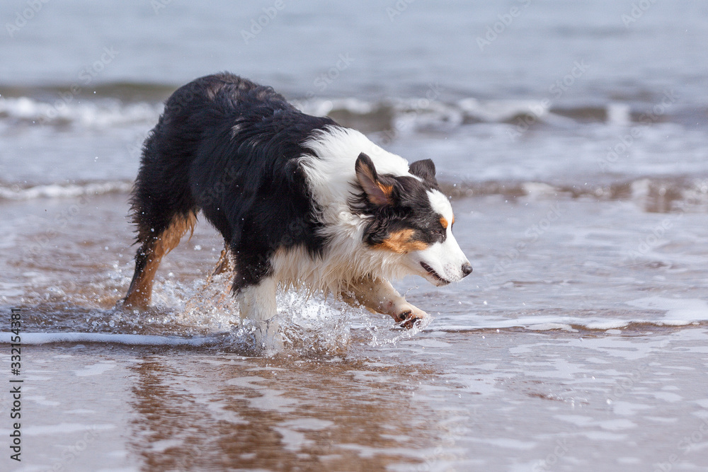 Perro Pastor Australiano feliz y contento corriendo por el agua en la playa