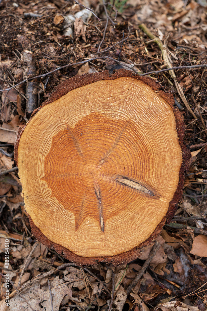 Frisch geschlagener Baum - Kiefernstumpf mit gut erkennbaren Wachstumsringen