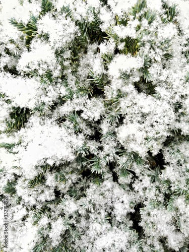 fir tree in the snow