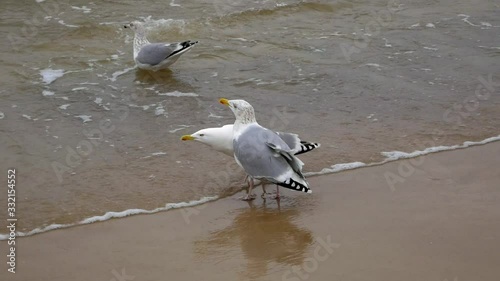 Two Seagulls squawk to each other on sandy beach; slow motion shot.