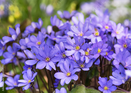 Картината върху платно Blossoming hepatica wildflowers in early spring in the forest
