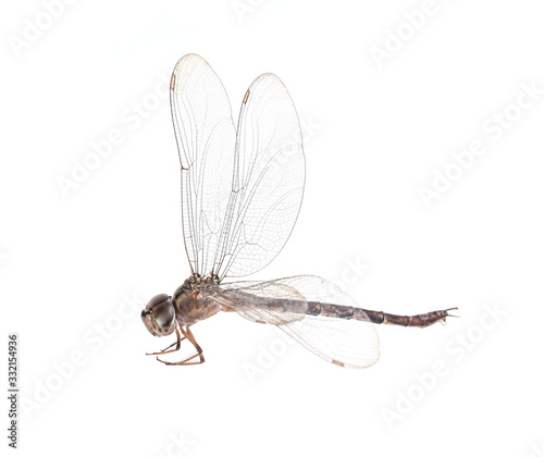 dragonfly isolated on a white background © evegenesis