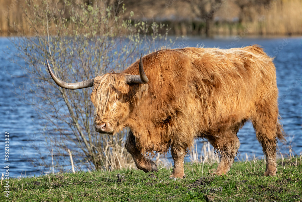 Close up of long horned Highland Cow with lake in background in Somerset, UK Close up of long horned Highland Cow with lake in background in Somerset, UK