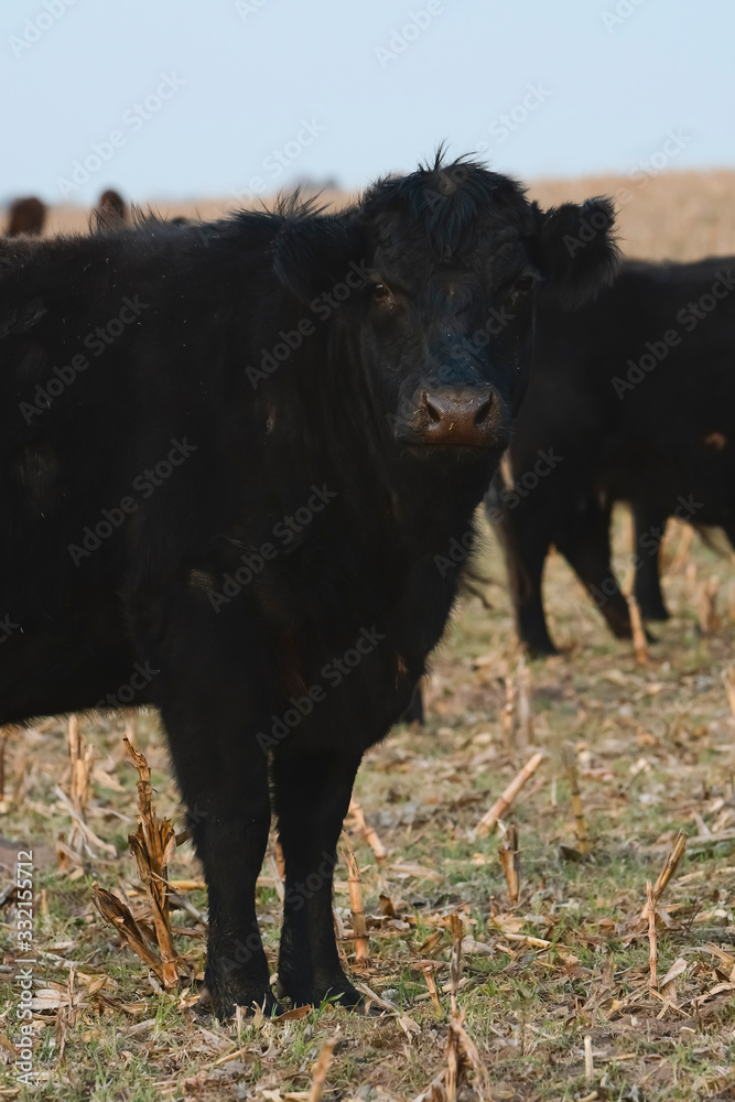 Cattle in Argentine countryside, Pampas, Argentina Cattle in Argentine countryside, Pampas, Argentina
