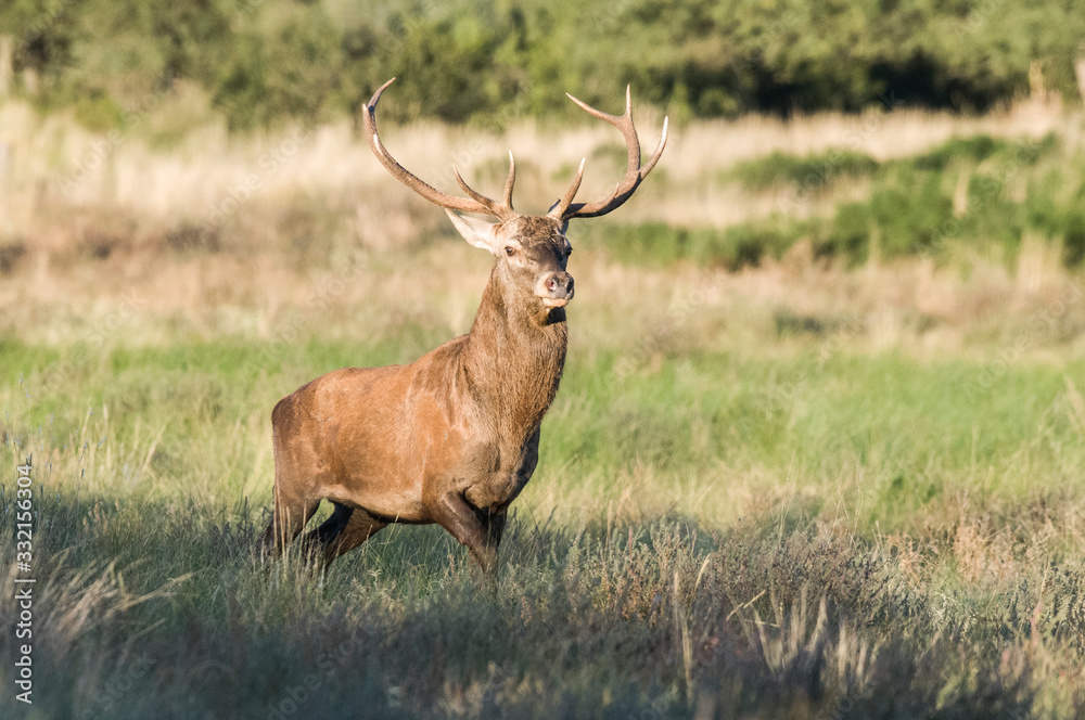 Red deer herd in Calden forest, La Pampa, Argentina. Red deer herd in Calden forest, La Pampa, Argentina.