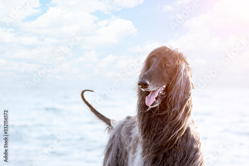 Картината върху платно Portrait of a dog of the breed Afghan Hound close-up on a background of the sea