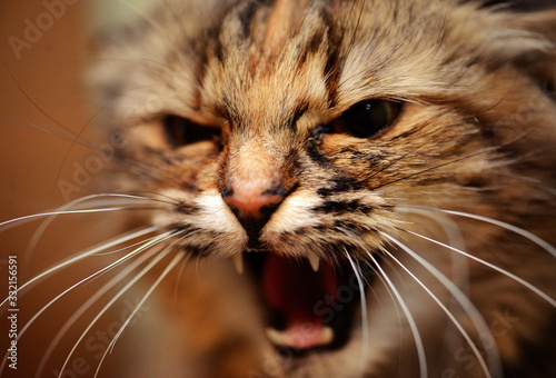 Angry cat on black background