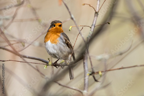 Robin bird perching on tree branch