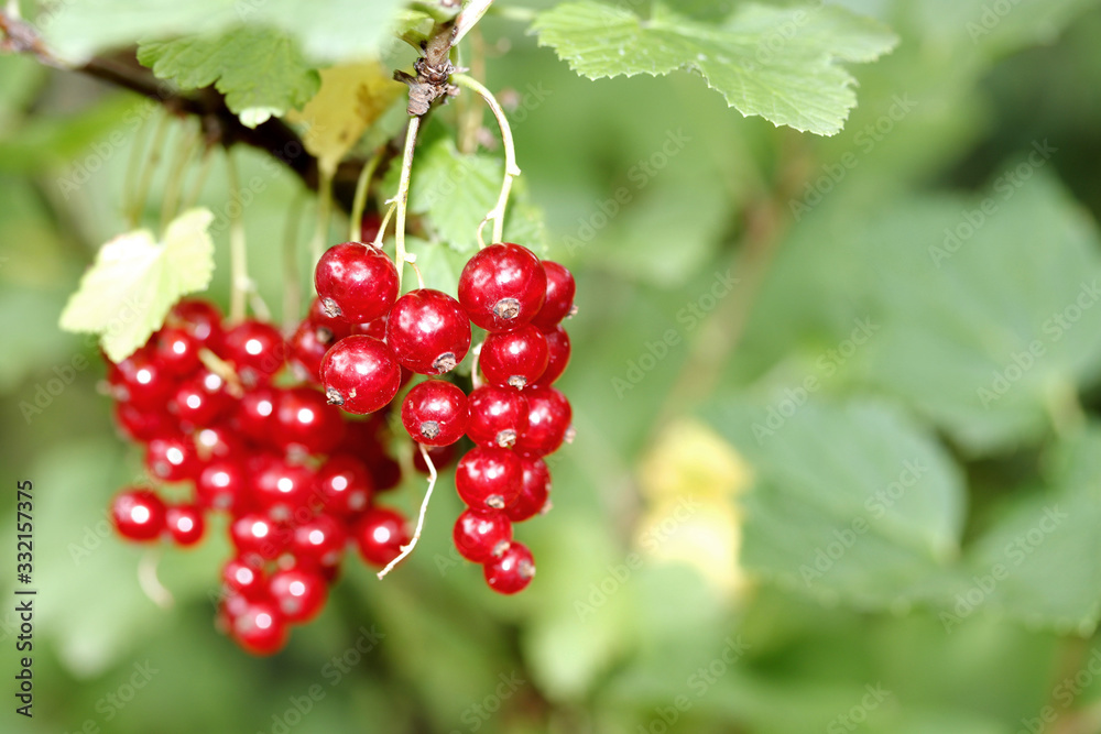 Red currant, pink currant berries on the bush, fresh fruit background. Close up currant plant Red currant, pink currant berries on the bush, fresh fruit background. Close up currant plant