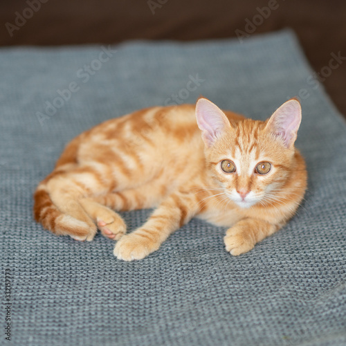 Cute red kitten with classic marble pattern lies on sofa. Adorable little pet. Cute child animal