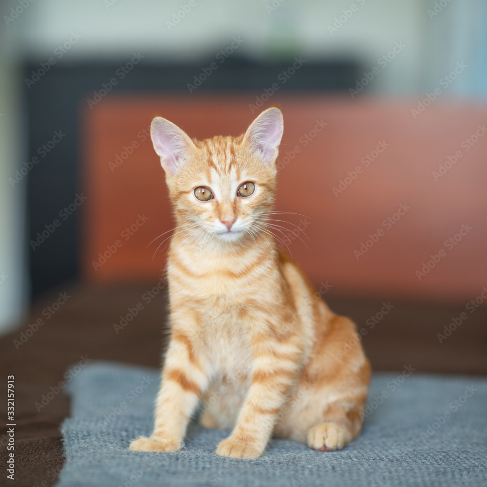 Cute red kitten lies on sofa in attention ready to jump. Adorable little joyful pet. Cute playful child animal Cute red kitten lies on sofa in attention ready to jump. Adorable little joyful pet. Cute playful child animal