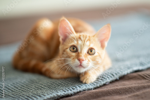 Cute red kitten lies on sofa in attention ready to jump. Adorable little joyful pet. Cute playful child animal