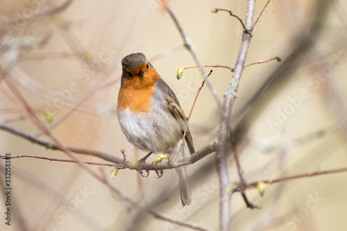 Robin bird perching on tree branch