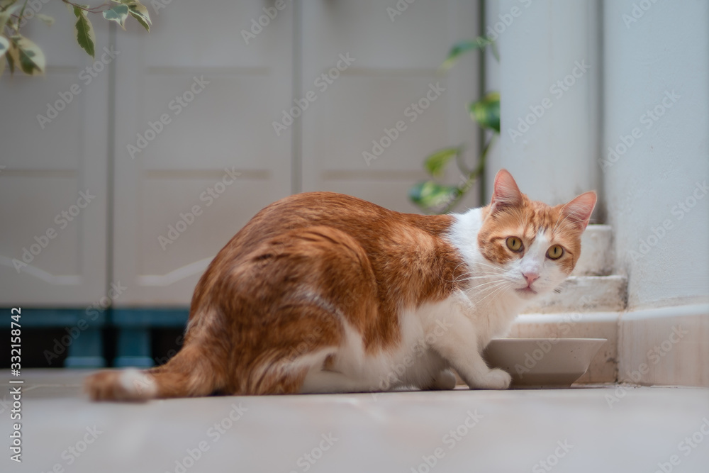 gato blanco y marron de ojos azules, agachado para beber agua, mira a la camara