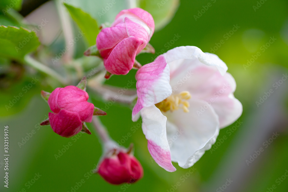 Apple tree blossom. Touch of spring. Apple tree blossom. Touch of spring.