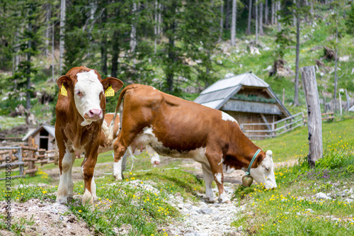 Cows grazing on alpine meadow surrounded with forest. © anzebizjan