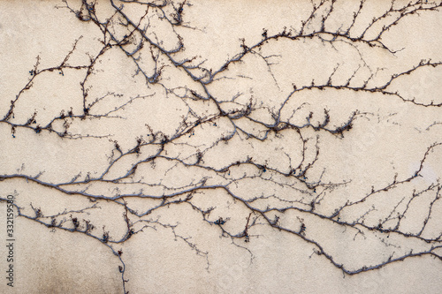 A dry vine on a yellow wall