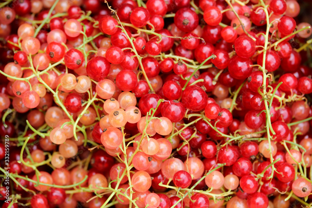 Red currants and pink or white currants background. Fruit background Red currants and pink or white currants background. Fruit background