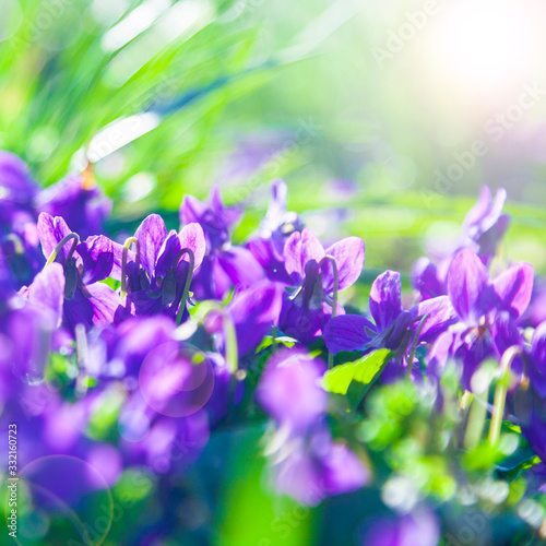 Lilac flowers in the grass in a spring park