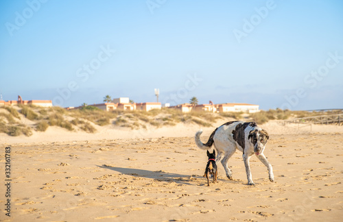 dogs on a walk on a sandy sea beach