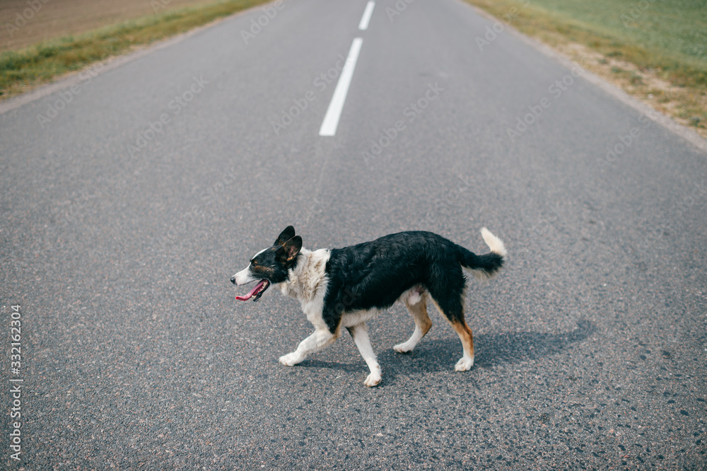 Pooch small black-and-white dog runs on a village road