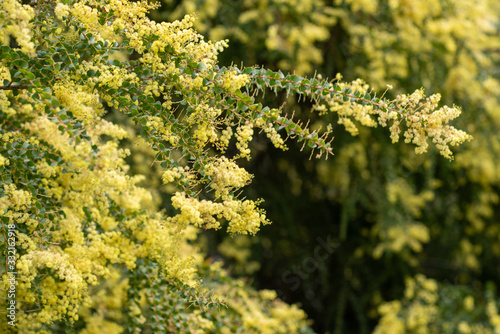 Blooming yellow bush of Acacia pravissima photo